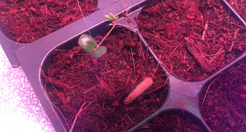 Students Research the Future: (Indoor) Strawberry Fields Forever Image